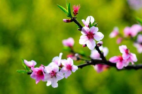 安妮宝贝关于友好的句子