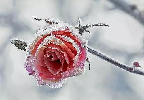 18,寒冷的天气无法抗拒温暖的心,我们会在雪花的季节洗澡,洗澡,天空,让我们拥抱,风大,让我们一起工作,今年冬天,我们不会孤单。