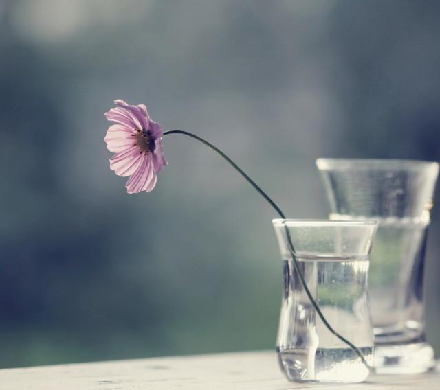 15.没有善良比共同敌人更稳定。 - 爱尔兰