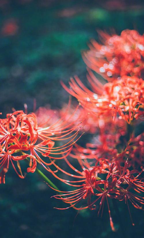 15.许多人说男女之间没有真正的友谊。事实上，它尚未遇到，也许永久遭遇。