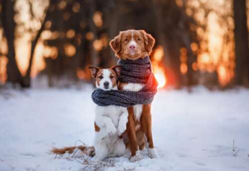 39.如果你可以，今年冬天一起吃火锅，请把烟花放在一起，一起看雪，我的意思是你。