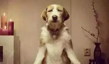 佛系人生座右铭