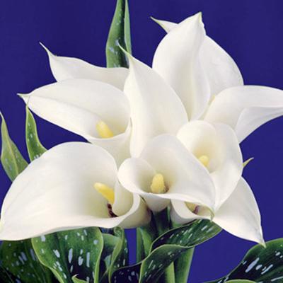 直接击中灵魂的朋友