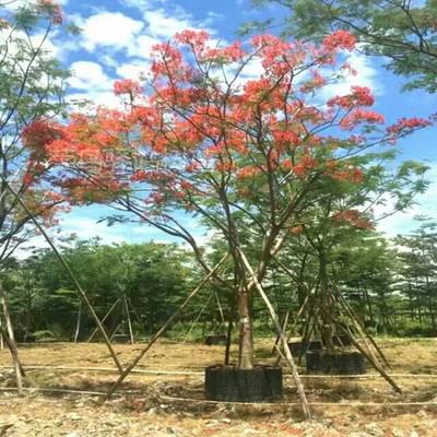 我在年底叹了口气。