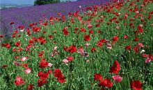 友情珍惜的说说句子