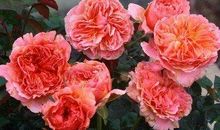 触动心灵的友情句子大全