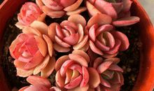 在友情和爱情之间的句子