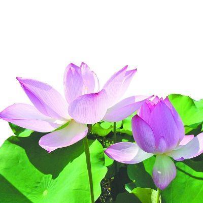 15，安静的夜晚，靠在窗户上，抬头看，王悦，月亮装饰着你的窗户，你装饰了我的梦想;月饼，接受，真爱，永恒，月饼进入我的思想，我承诺最美丽的愿望，祝你中秋节。