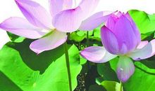 怀念友情的可爱句子说说心情