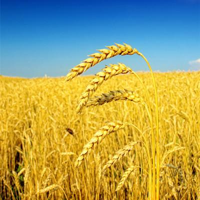 15.让我在你的梦中给你一个百合,它是吉祥的花朵,钉住了美好的希望。