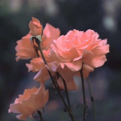 15，那些背叛伴侣的人，往往来自世界各地的未知。