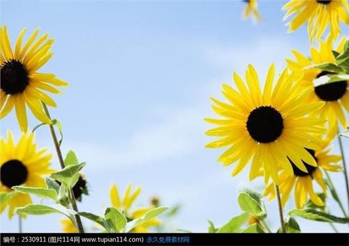 赞美短暂的句子