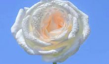 适合新年发的朋友圈