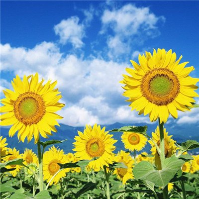 15，不要难过，世界就是这样，无论在哪里，都有一个令人失望的事情。一旦我们遇到，我们将太悲观，而且太严重了。放心，闭上眼睛，睡觉，也许明天会有新鲜的东西。