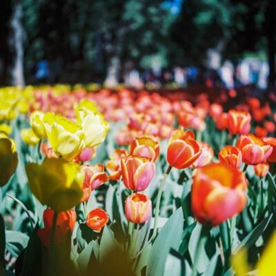 英语句子关于三人友谊