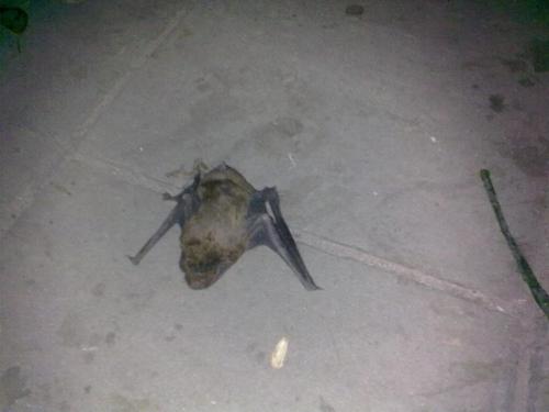 关于蝙蝠的phylo