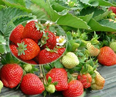 15，一片绿叶，充满了根的友谊;一条消息，专注于我的愿望。另一个美妙的开始 - 几个新年，祝你永远成功和幸福。