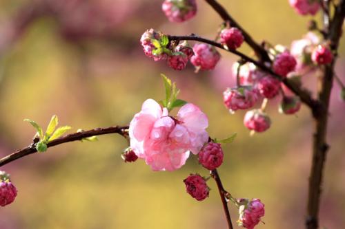 15.远处的距离不能伴随着你。我听说过你生病的消息更加紧迫。我心中的波浪似乎像雨一样。我不能飞向你。请求你爱你，很快康复。我每天都会打电话，用我的心。