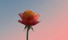 妈妈生日最贴心的话 妈妈生日快乐祝福语