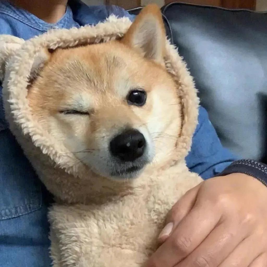 当你走狗时,照片和谈话