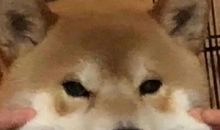 遛狗时发的照片和说说