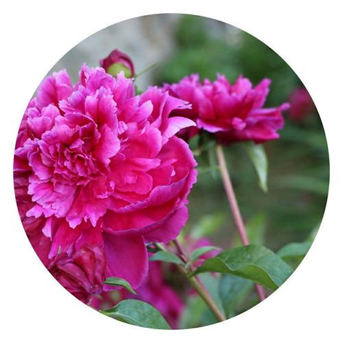 牡丹花朵花朵拟人句子