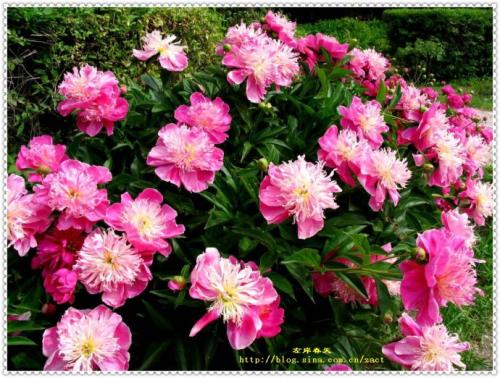 牡丹花朵像句子一样