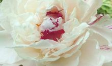 牡丹花像什么比喻句