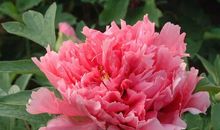 牡丹花开花的样子拟人句