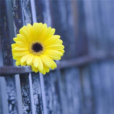 火影忍者句子句子1