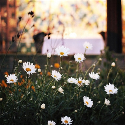 关于友谊的判决