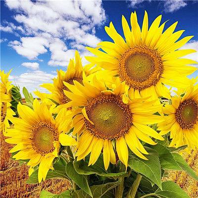 纪念句子1句子1