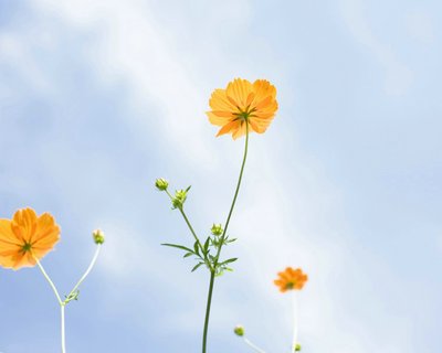 15.在新的一年的这一天，让我的祝福像雪一样漂浮，让我的问候像春雨，电影花，沉默的祝福，句子心，音响，装饰，快乐，快乐的笔记给你！