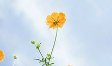 新年美好的短句