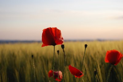 新年的美丽短暂的句子1