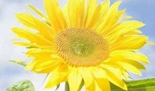 早安句子说说心情 唯美 简单