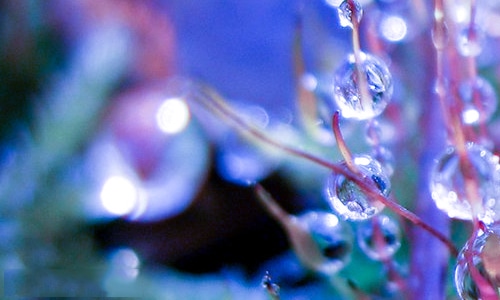 15，飞行雪花曾经是我美丽的记忆书签。在多色圣诞树的月光下跳舞是我可爱的梦想。在这个特殊的日子里，祝你每天都有一个真正的问候！