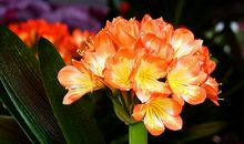 狗年过年之后问候短信