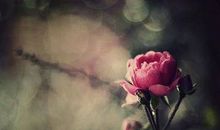 纪念男女友情的句子