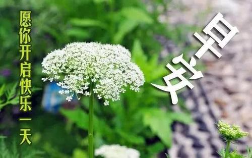 早上领导的短信