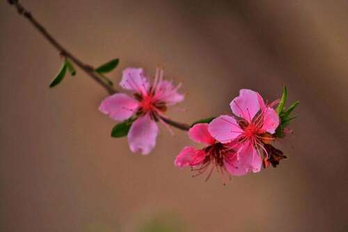 第一个春天的美丽句子