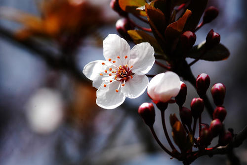 关于第一个春天的美学句子1