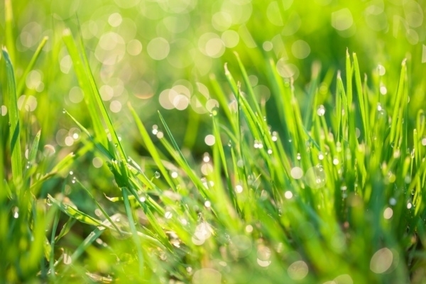 泥飞燕子，沙暖睡眠。