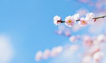 春天的四字成语