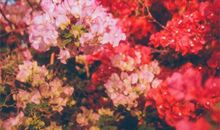 立春的古诗四句