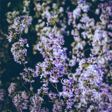 我在春天等着你