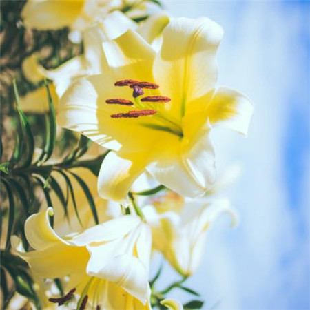 我在春天等着你。