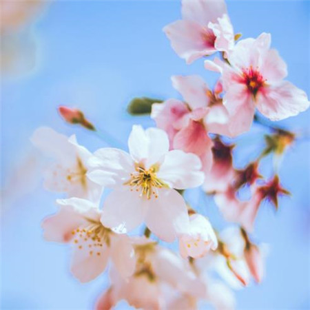 15,天空是温暖的,鸟儿起床,旧牛会培养田野,雨滴已经降落,睡眠呼吸休息,你还有什么,不要急于刷牙,不要急上班,春天在这里,努力工作,嘿,快乐!
