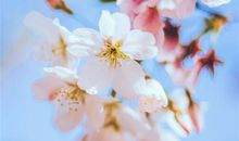 立春的句子我在春天等你