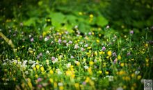 写出几句描写春天美景的诗句